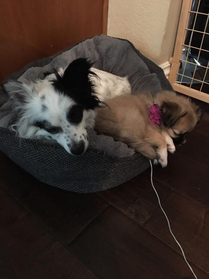 Oreo Kody Papillon! thumbnail 3