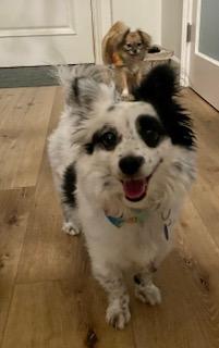 Oreo Kody Papillon! thumbnail 4