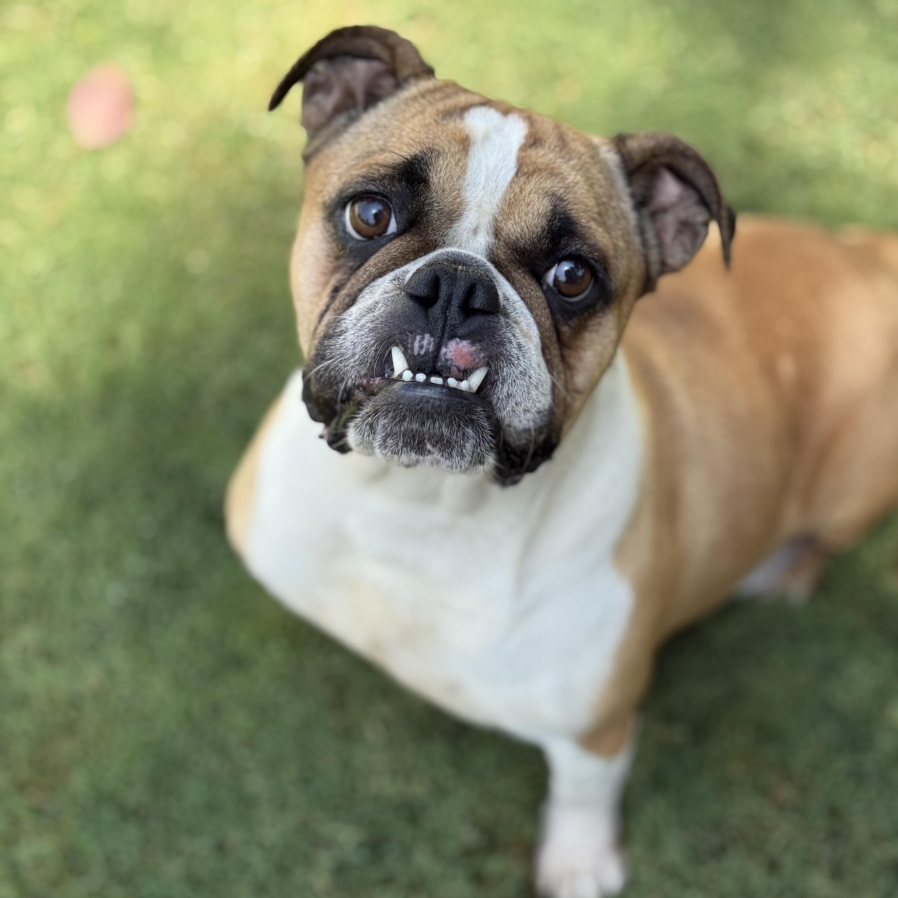 Maggie, Adoptable, Adult Female Bulldog.