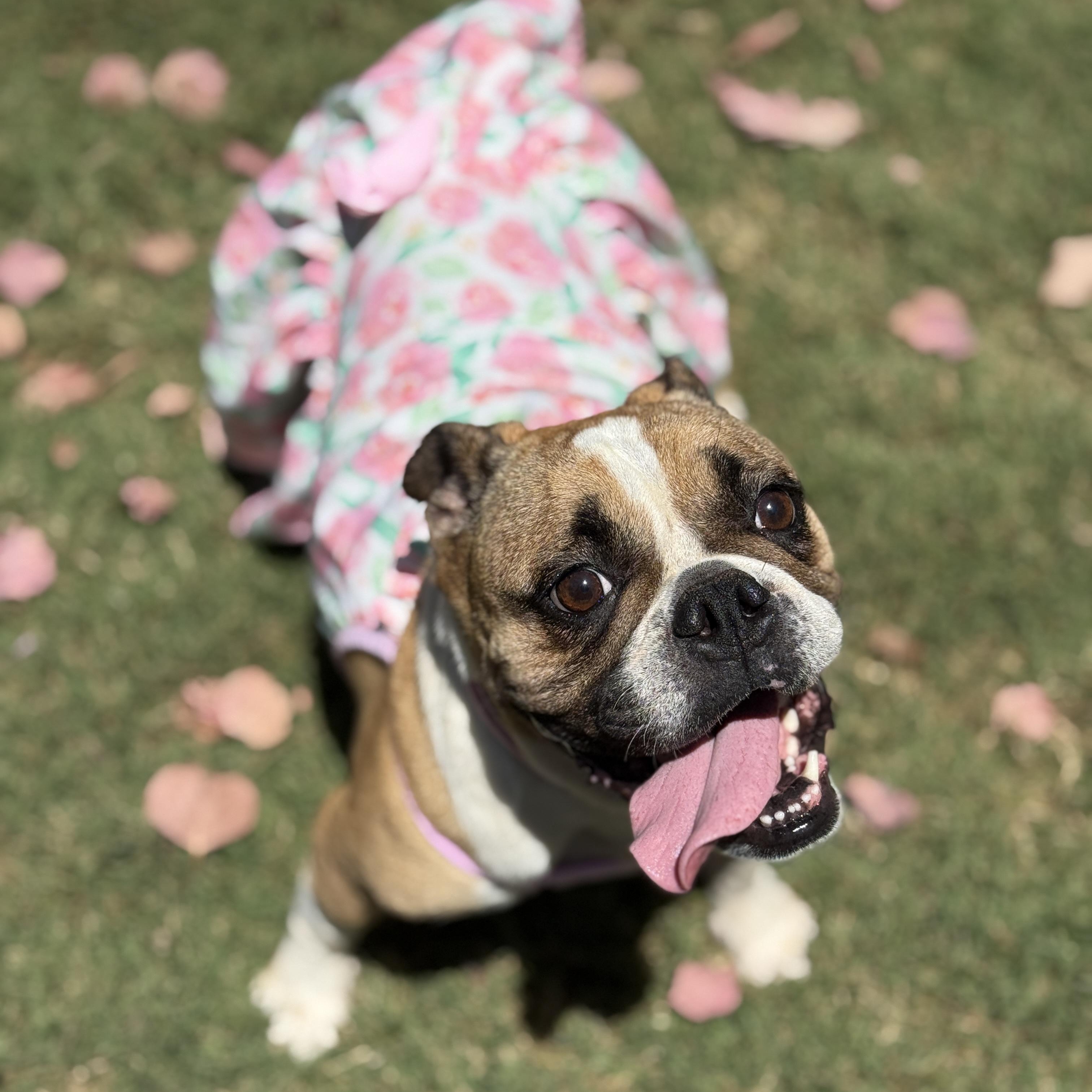 Maggie, Adoptable, Adult Female Bulldog.