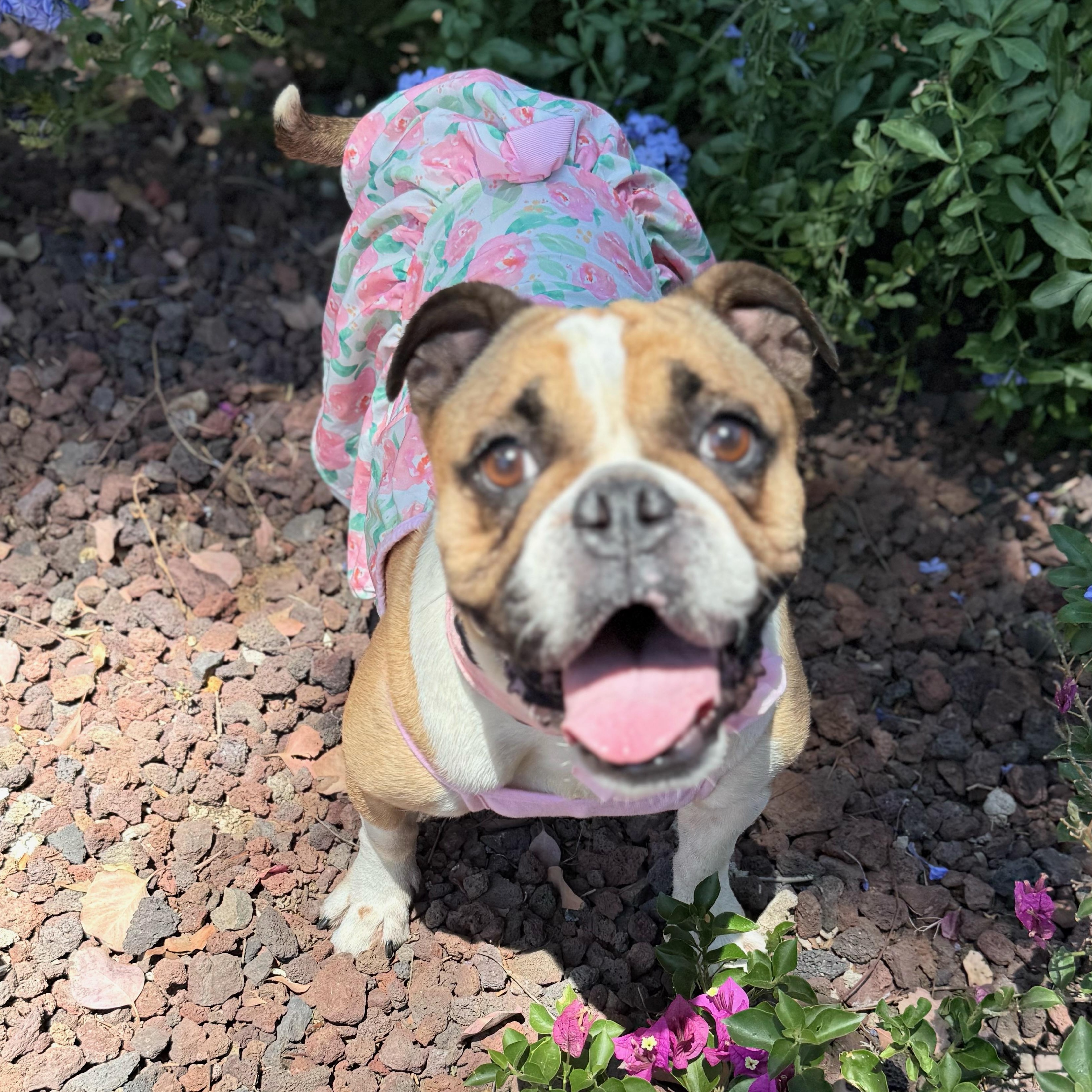 Maggie, a Adoptable Bulldog in los angeles, CA image 4/4