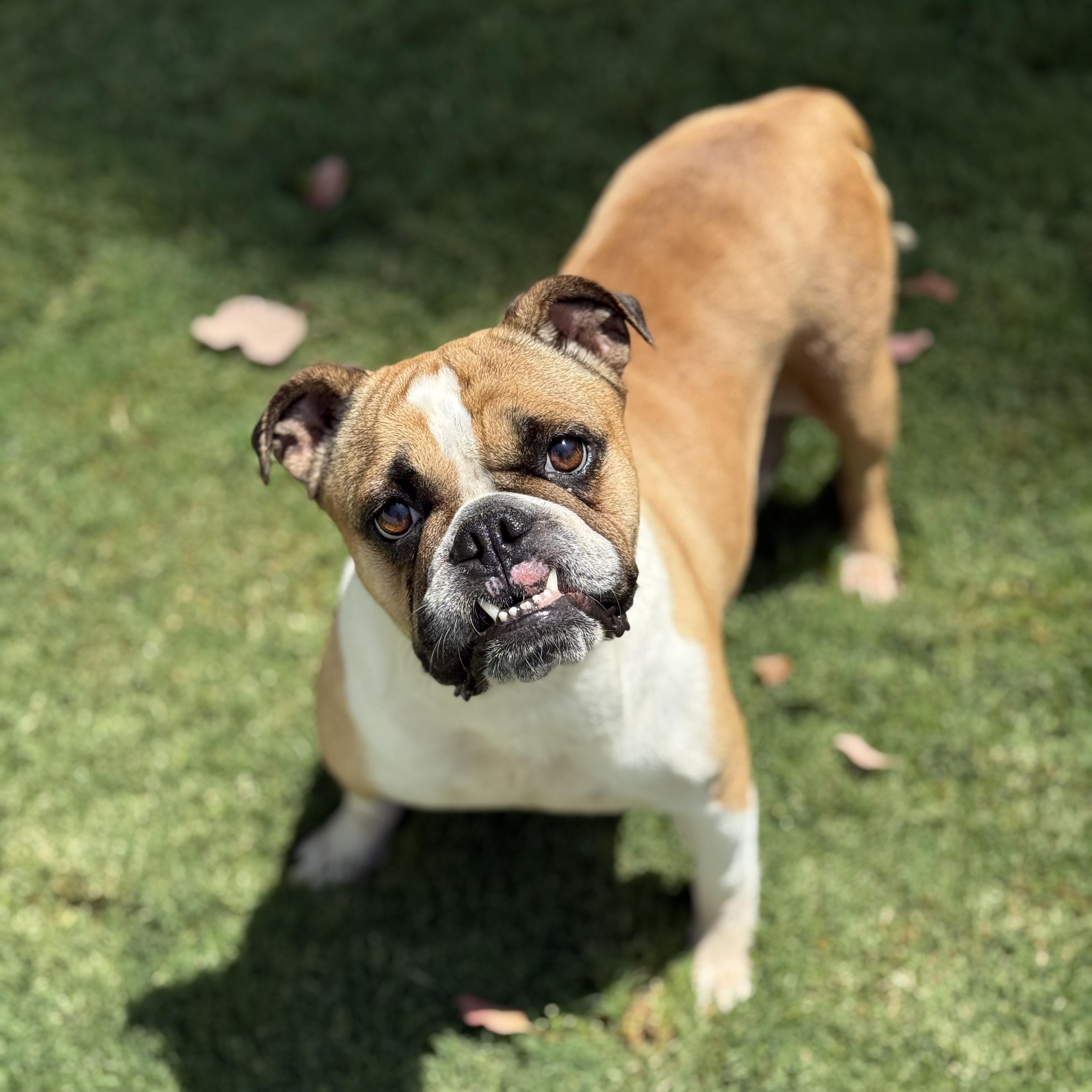 Maggie, a Adoptable Bulldog in los angeles, CA image 3/4