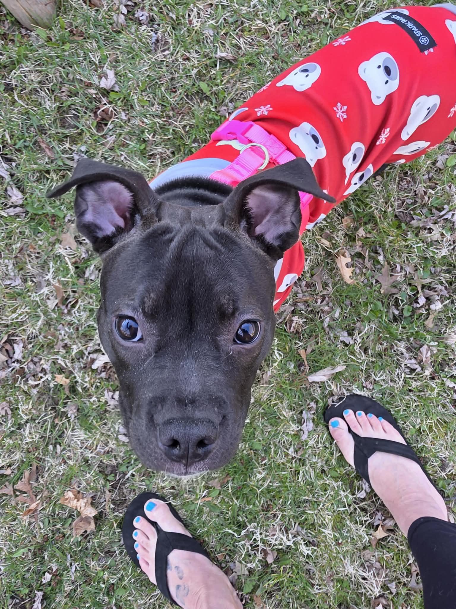 Enlarge Rebecca, a Adopted Terrier in Waterloo, IA image 1/2
