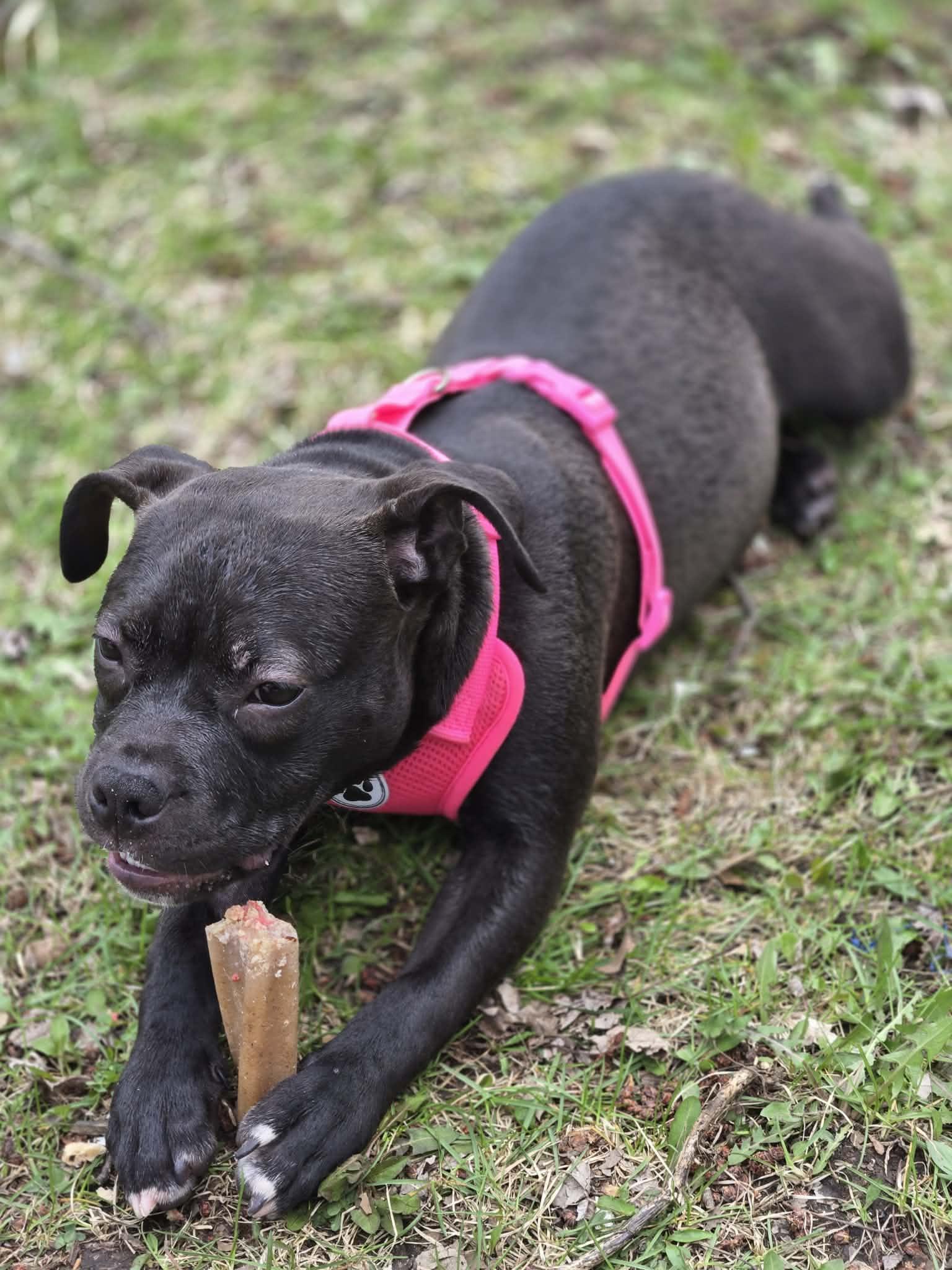 Enlarge Rebecca, a Adopted Terrier in Waterloo, IA image 2/2