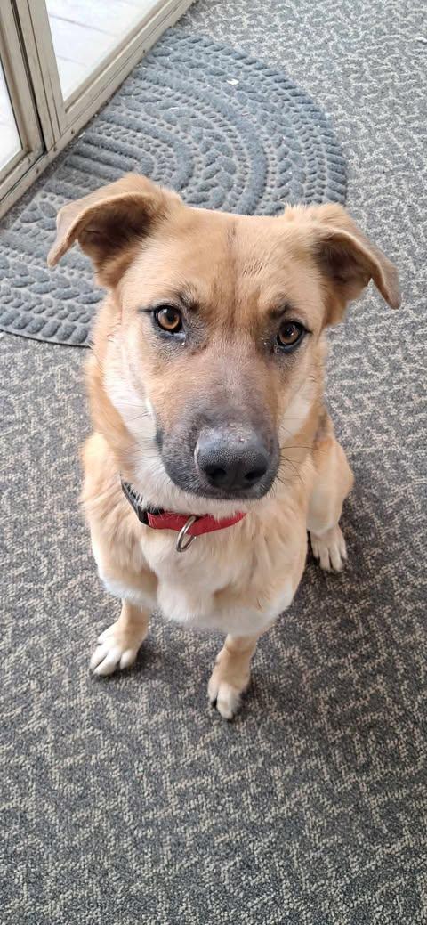 Enlarge Penny, a Adopted Shepherd in Pomfret Center, CT image 1/3