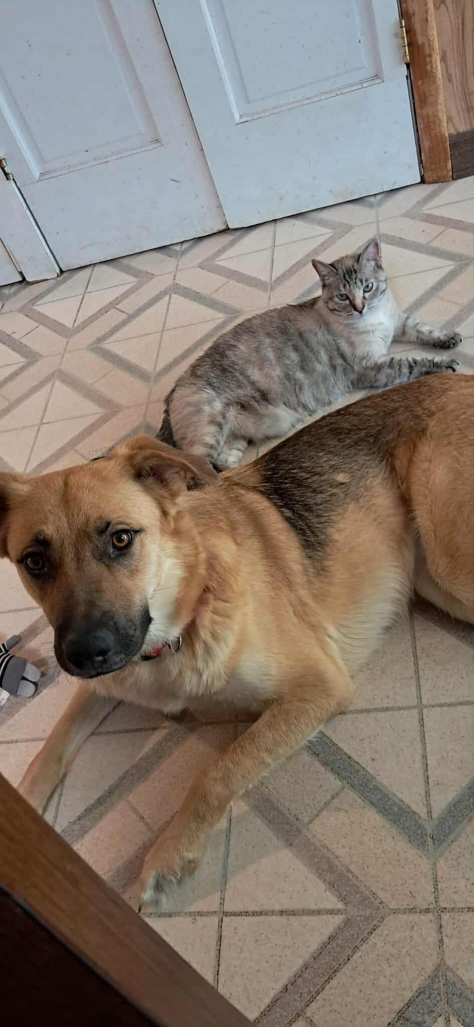 Enlarge Penny, a Adopted Shepherd in Pomfret Center, CT image 2/3