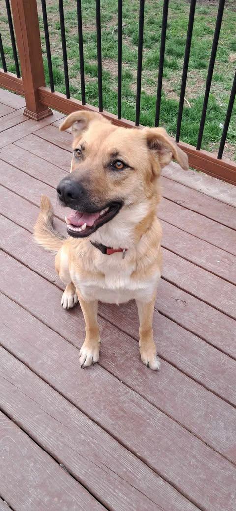 Enlarge Penny, a Adopted Shepherd in Pomfret Center, CT image 3/3