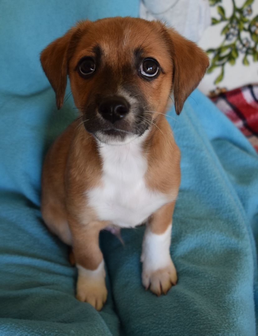 Strider, Adopted, Puppy Male Terrier.