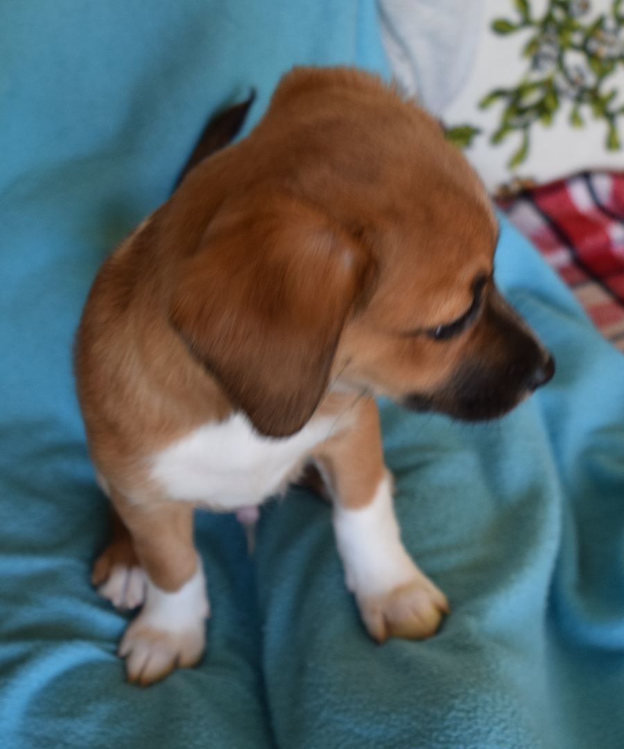 Enlarge Strider, a Adopted Terrier in Rosalia, KS image 2/3