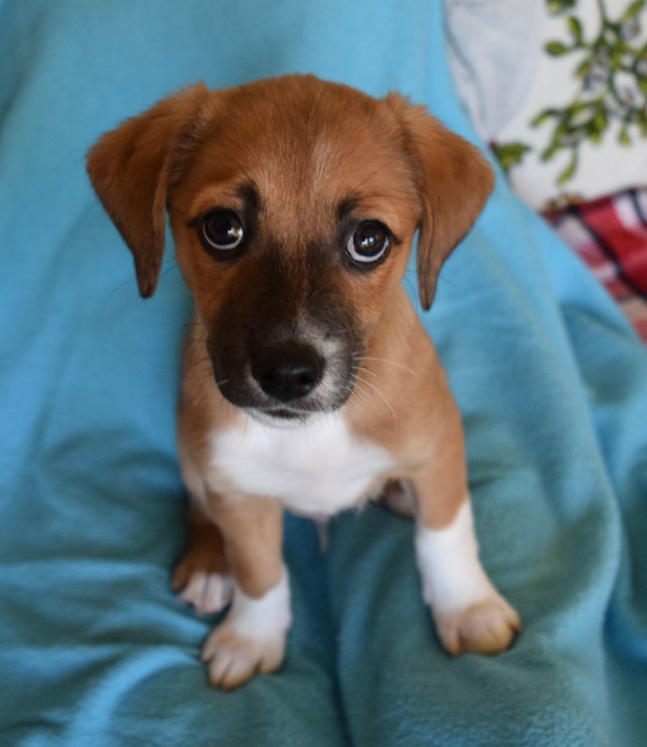 Enlarge Strider, a Adopted Terrier in Rosalia, KS image 3/3