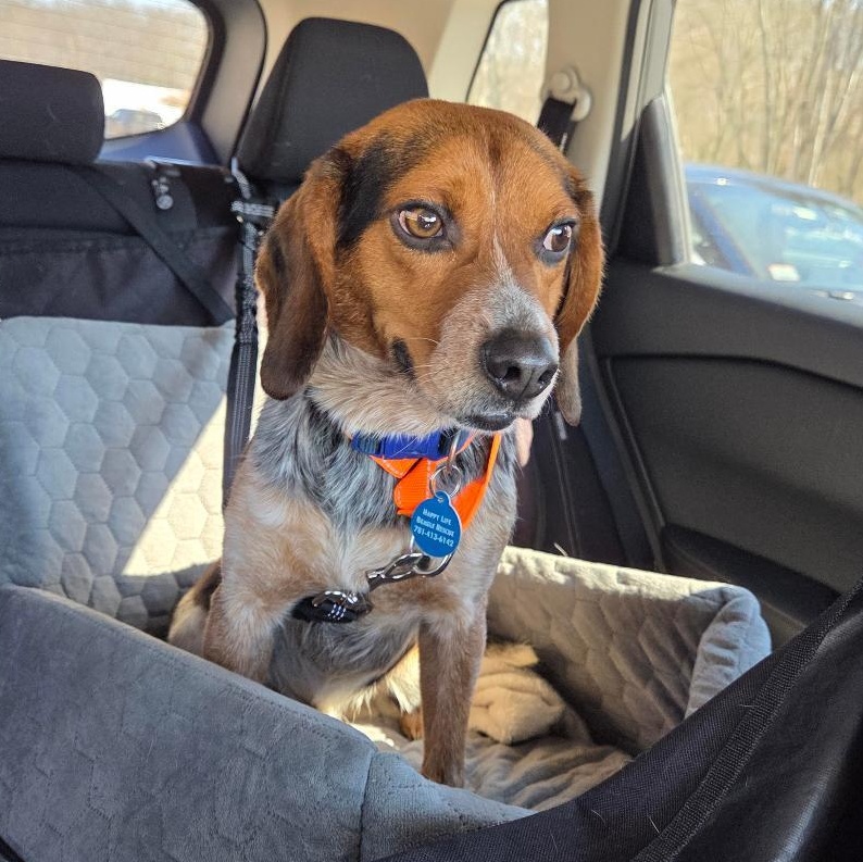 Enlarge Tyson, a ADOPTABLE mixed breed in Stoughton, MA image 4/6