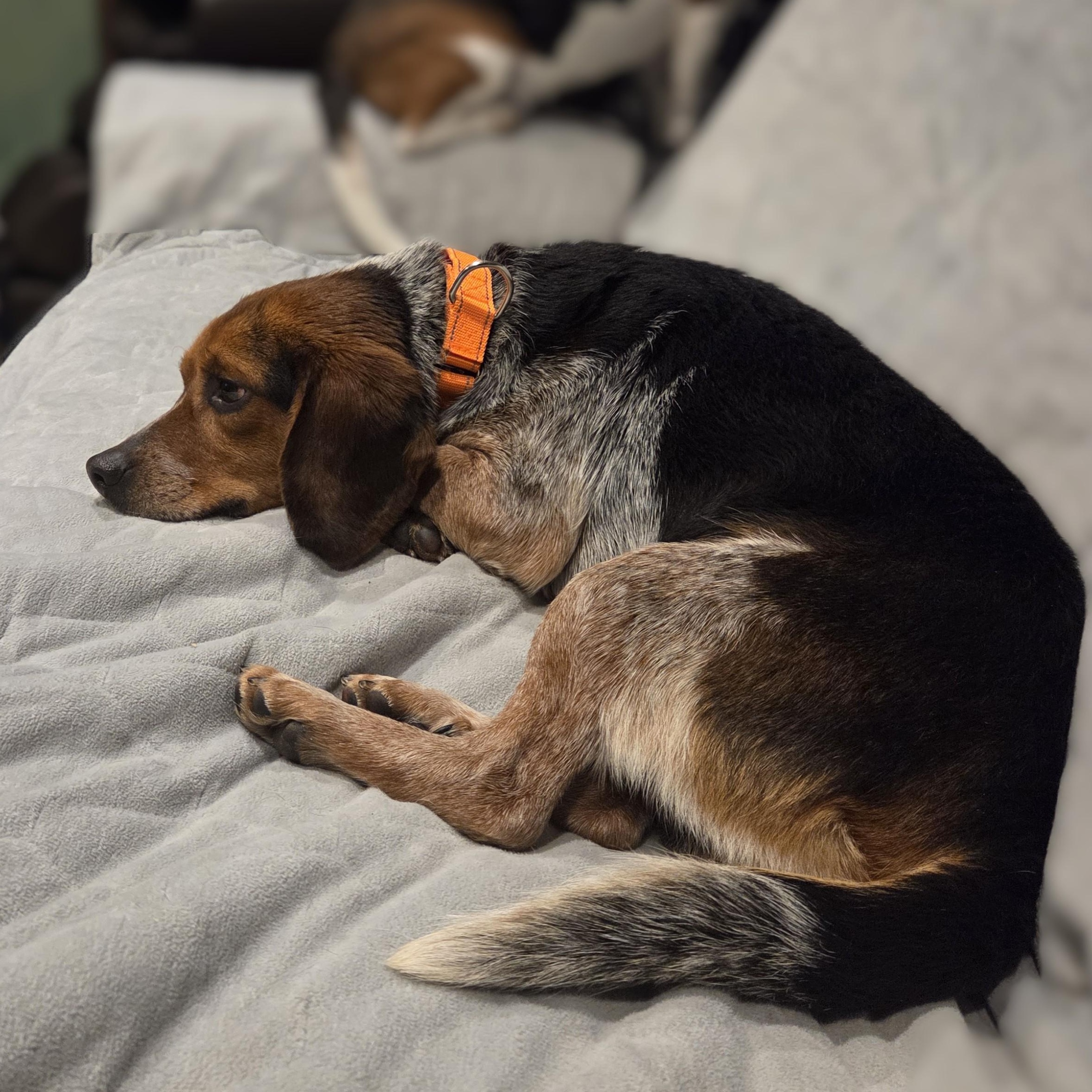 Enlarge Tyson, a ADOPTABLE mixed breed in Stoughton, MA image 5/6