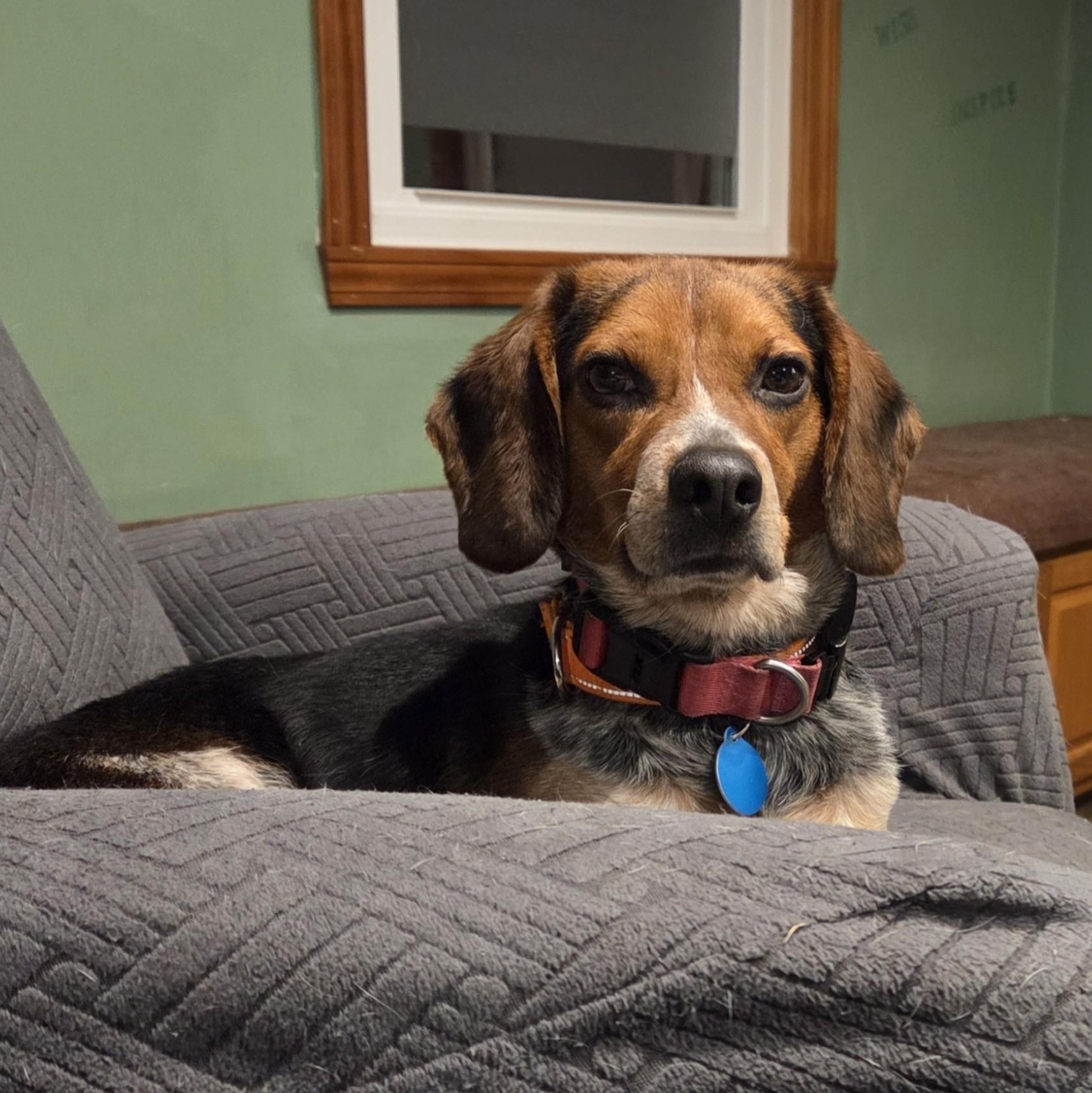 Enlarge Tyson, a ADOPTABLE mixed breed in Stoughton, MA image 3/6