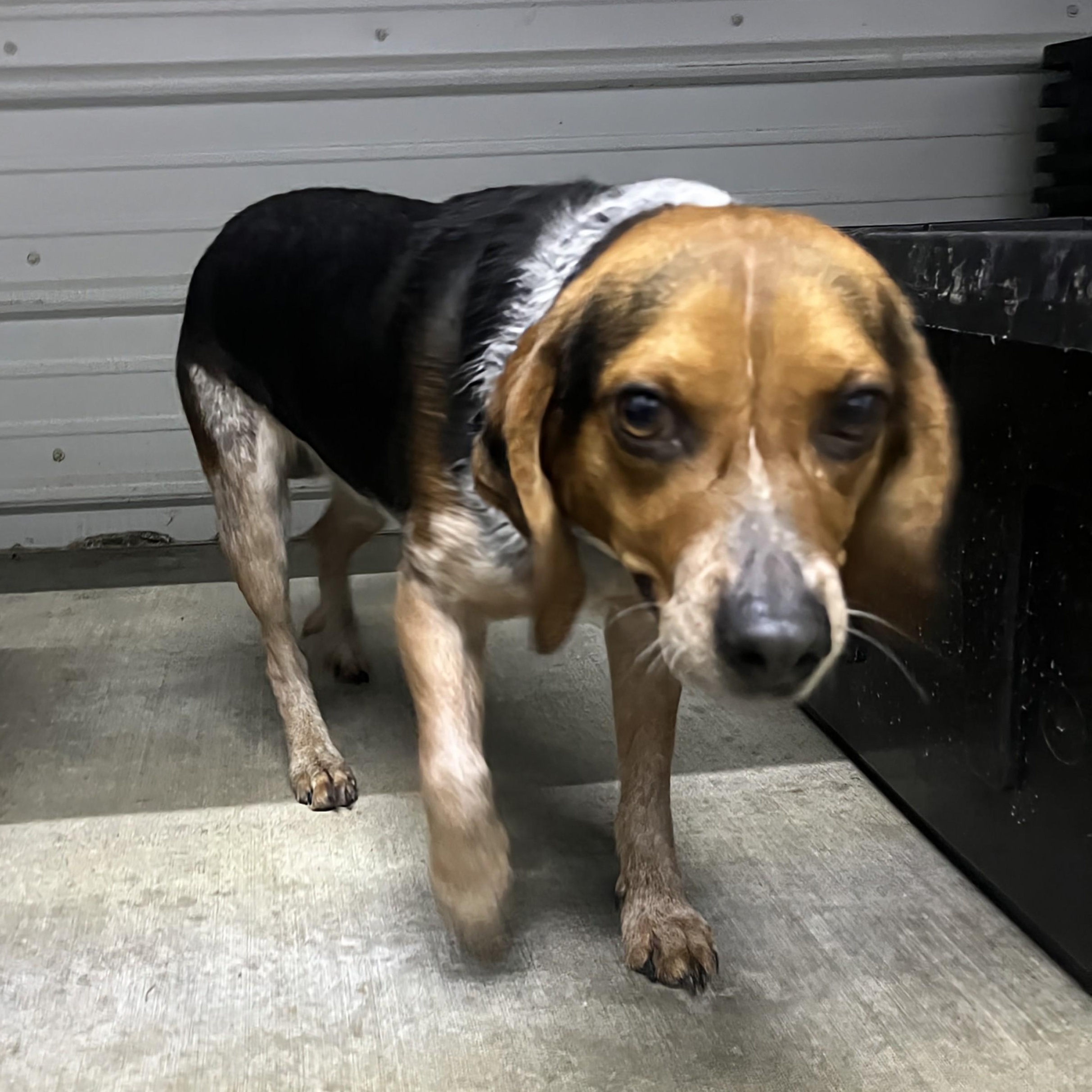 Enlarge Tyson, a ADOPTABLE mixed breed in Stoughton, MA image 3/4
