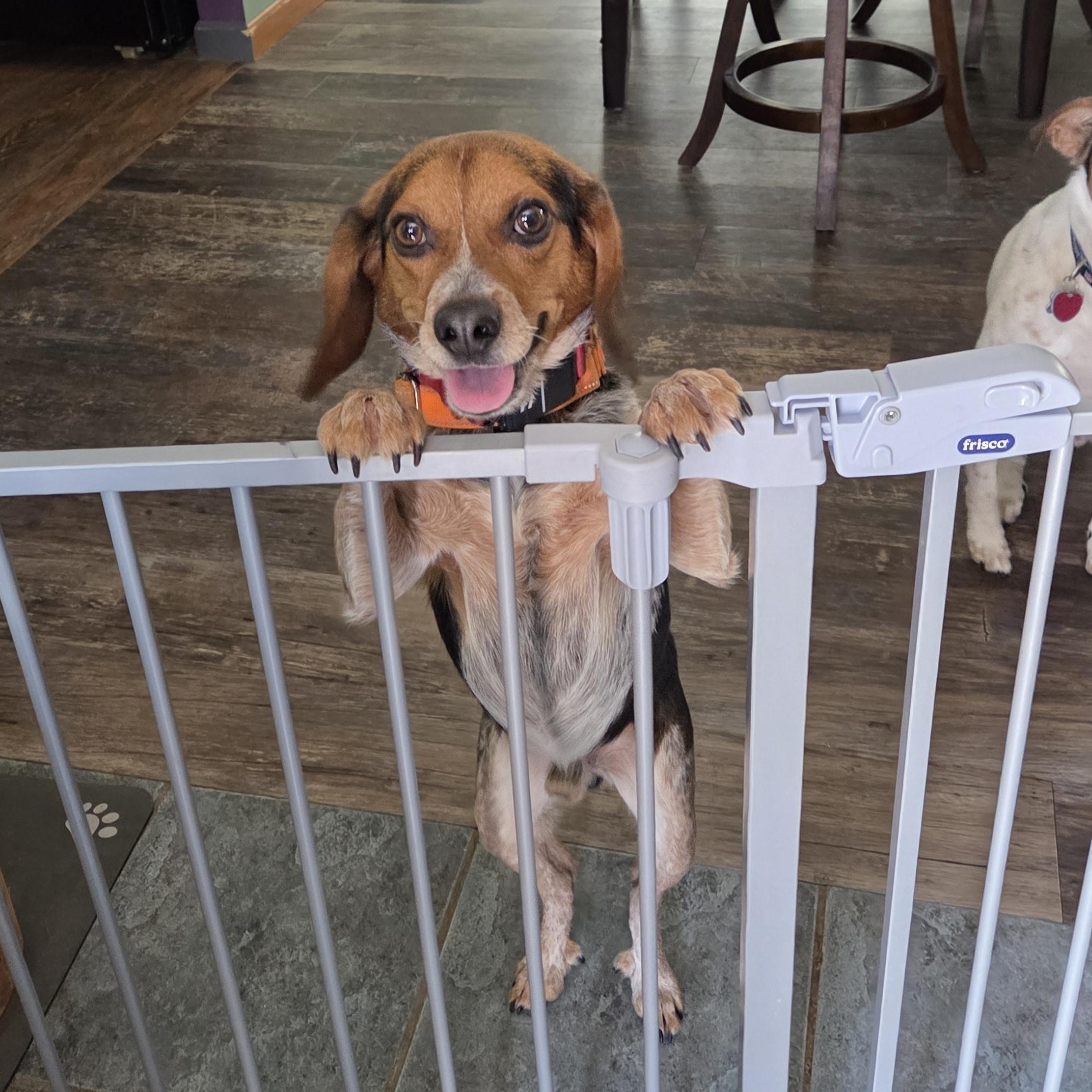 Enlarge Tyson, a ADOPTABLE mixed breed in Stoughton, MA image 1/6