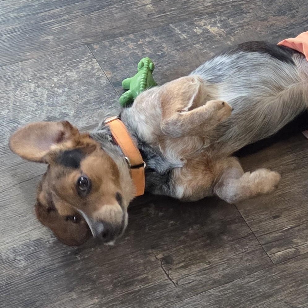 Enlarge Tyson, a ADOPTABLE mixed breed in Stoughton, MA image 6/6