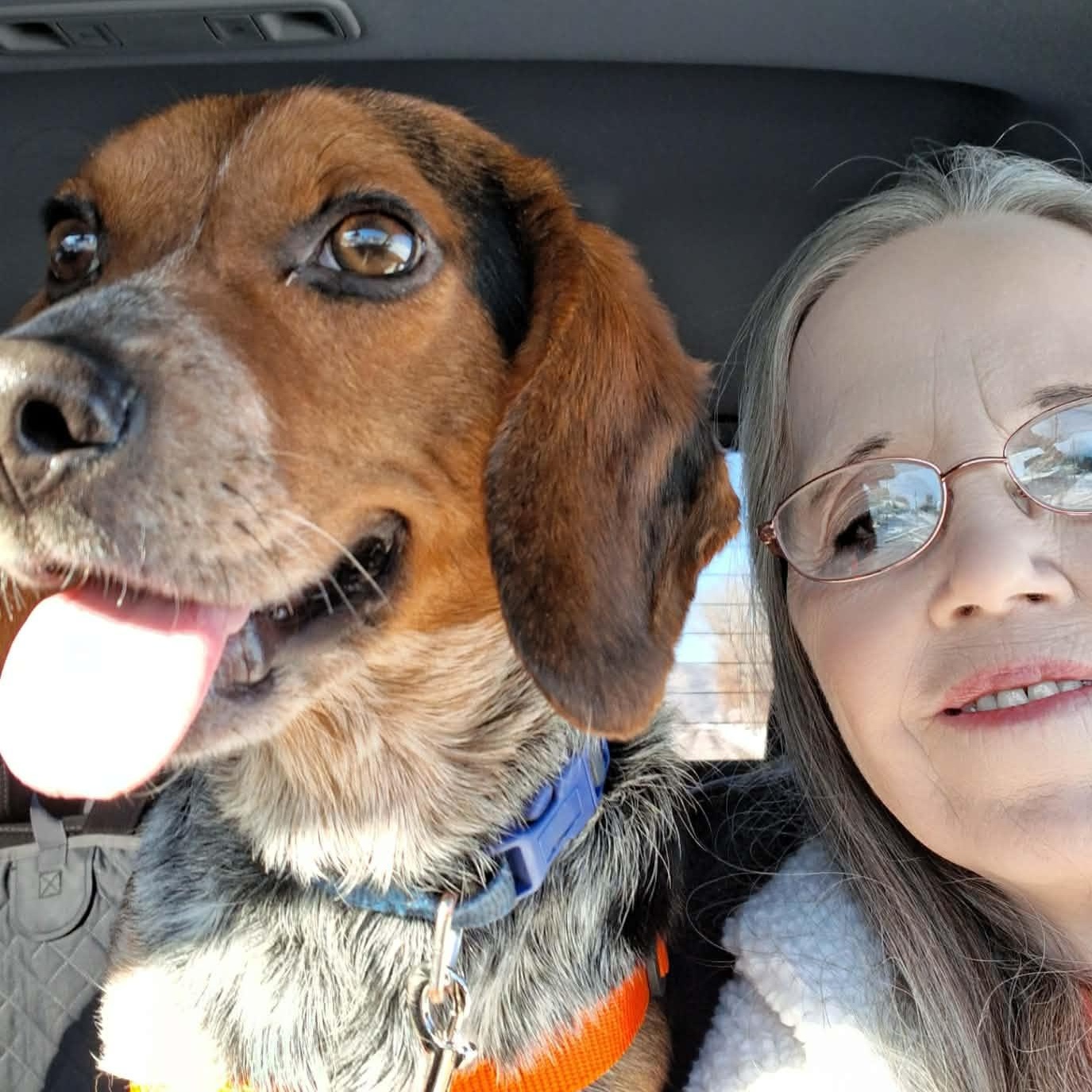 Enlarge Tyson, a ADOPTABLE mixed breed in Stoughton, MA image 4/4