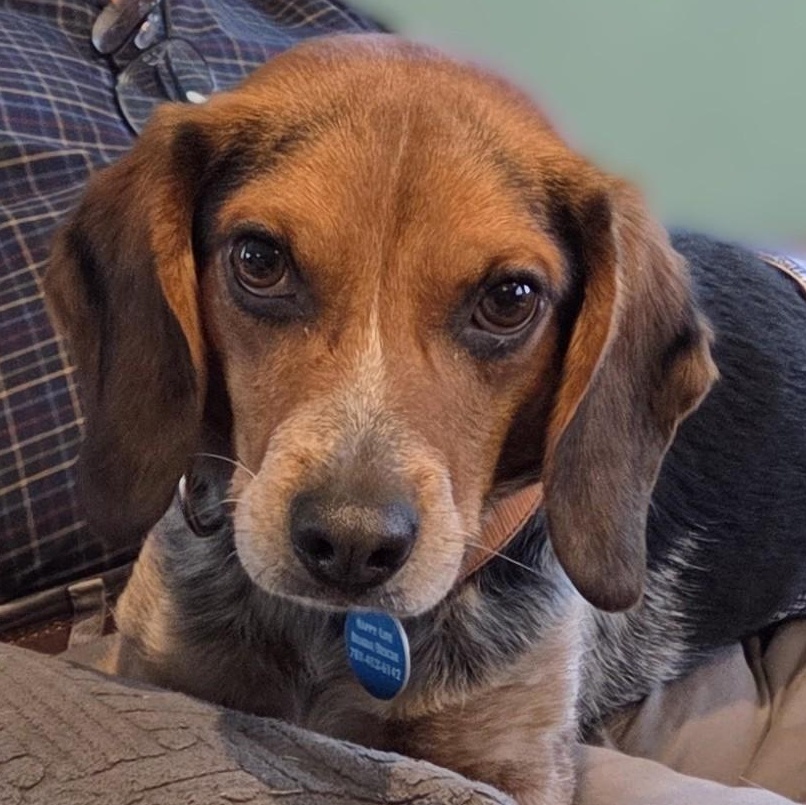 Tyson, ADOPTABLE, Young Male Beagle.
