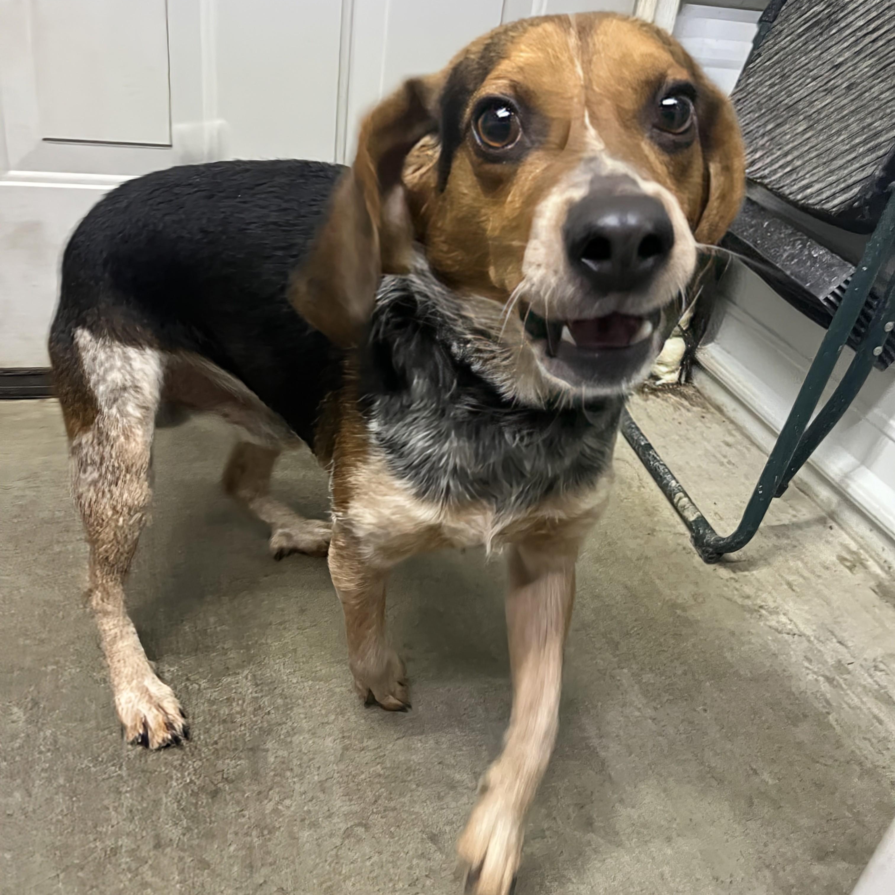 Enlarge Tyson, a ADOPTABLE mixed breed in Stoughton, MA image 1/4