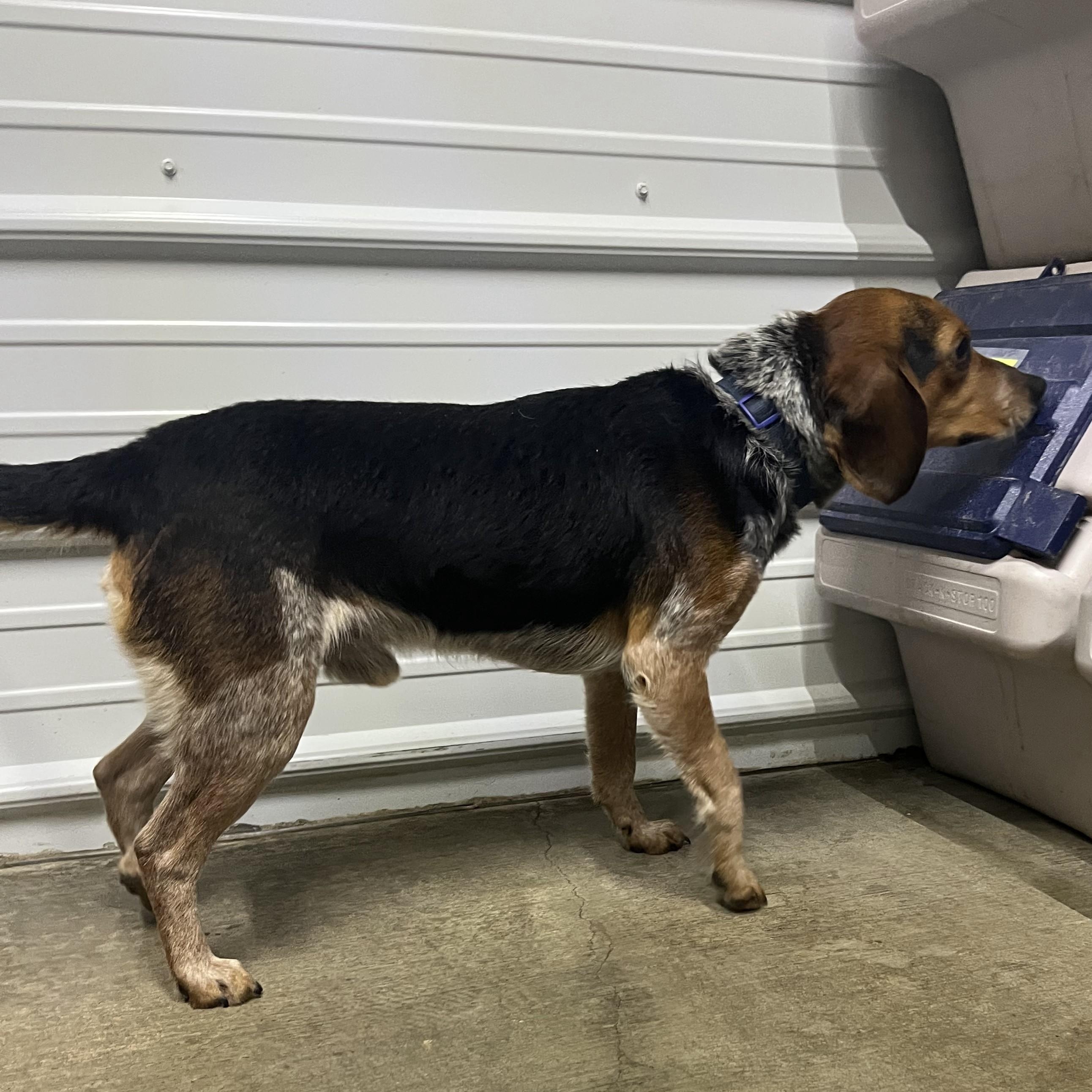 Enlarge Tyson, a ADOPTABLE mixed breed in Stoughton, MA image 2/4