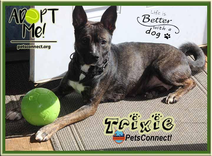 Enlarge Trixie, a Adoptable mixed breed in South Bend, IN image 1/5