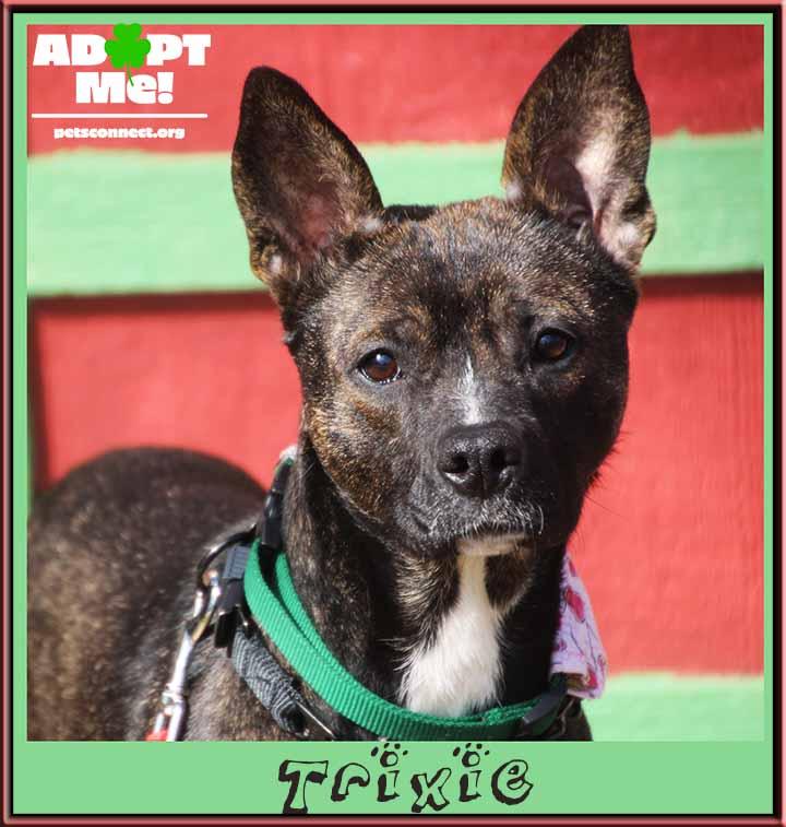 Enlarge Trixie, a Adoptable mixed breed in South Bend, IN image 2/5