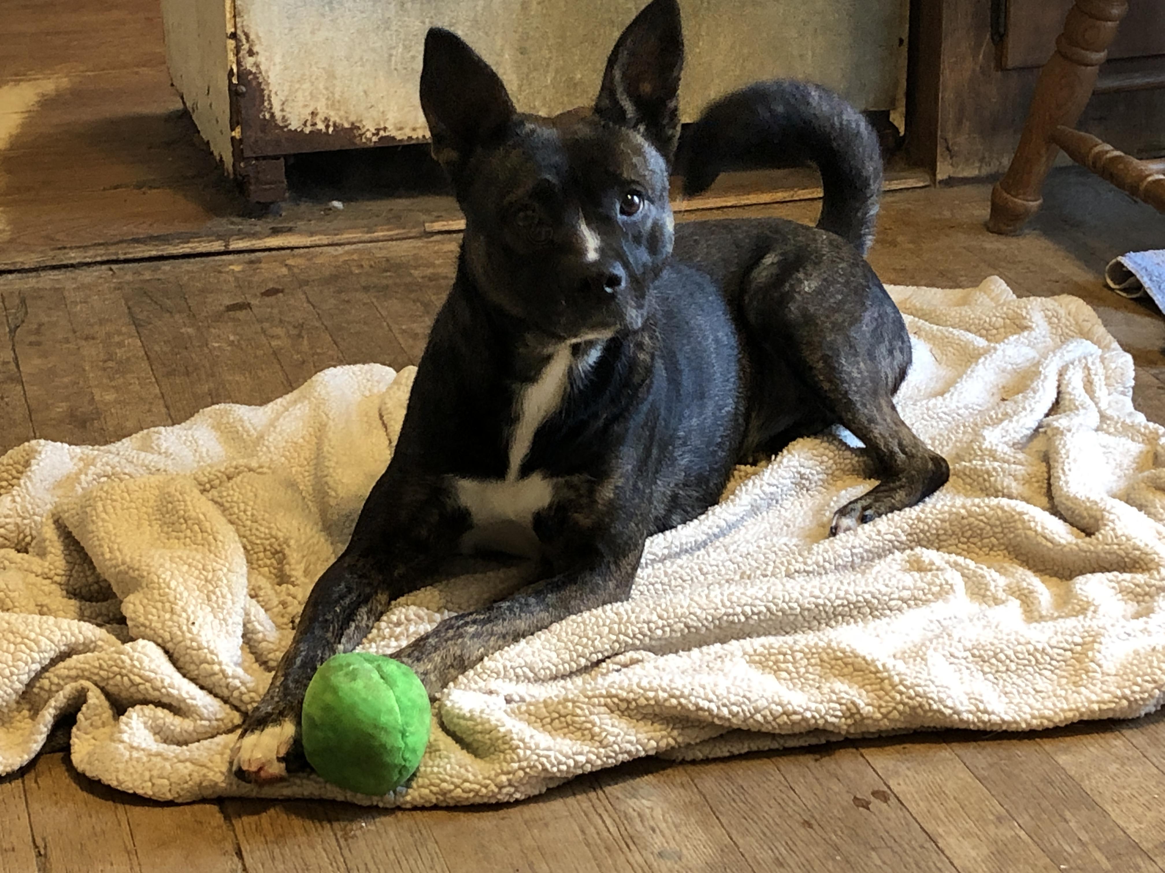 Enlarge Trixie, a Adoptable mixed breed in South Bend, IN image 3/5