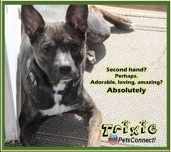 Enlarge Trixie, a Adoptable mixed breed in South Bend, IN image 4/5