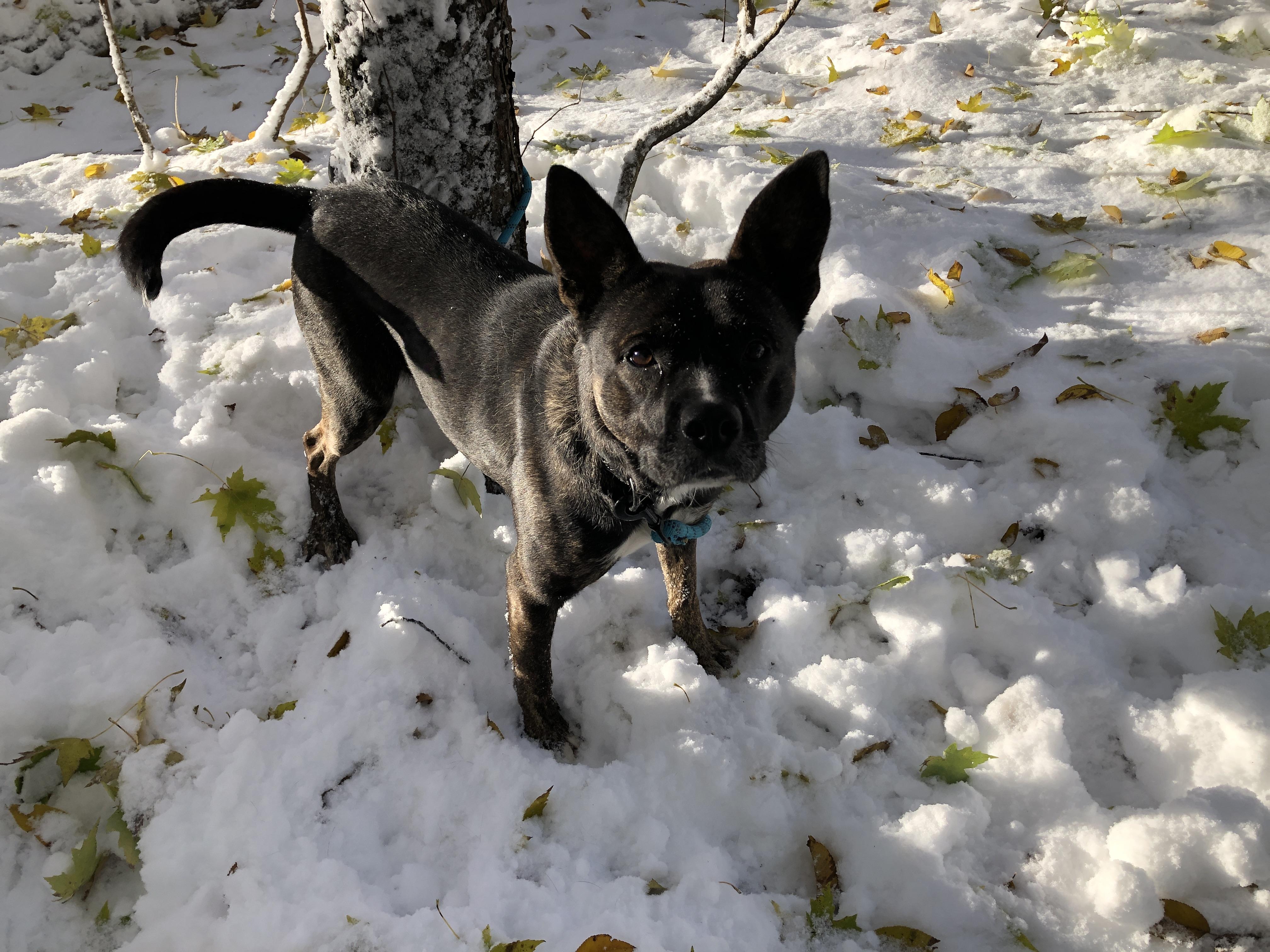 Enlarge Trixie, a Adoptable mixed breed in South Bend, IN image 5/5