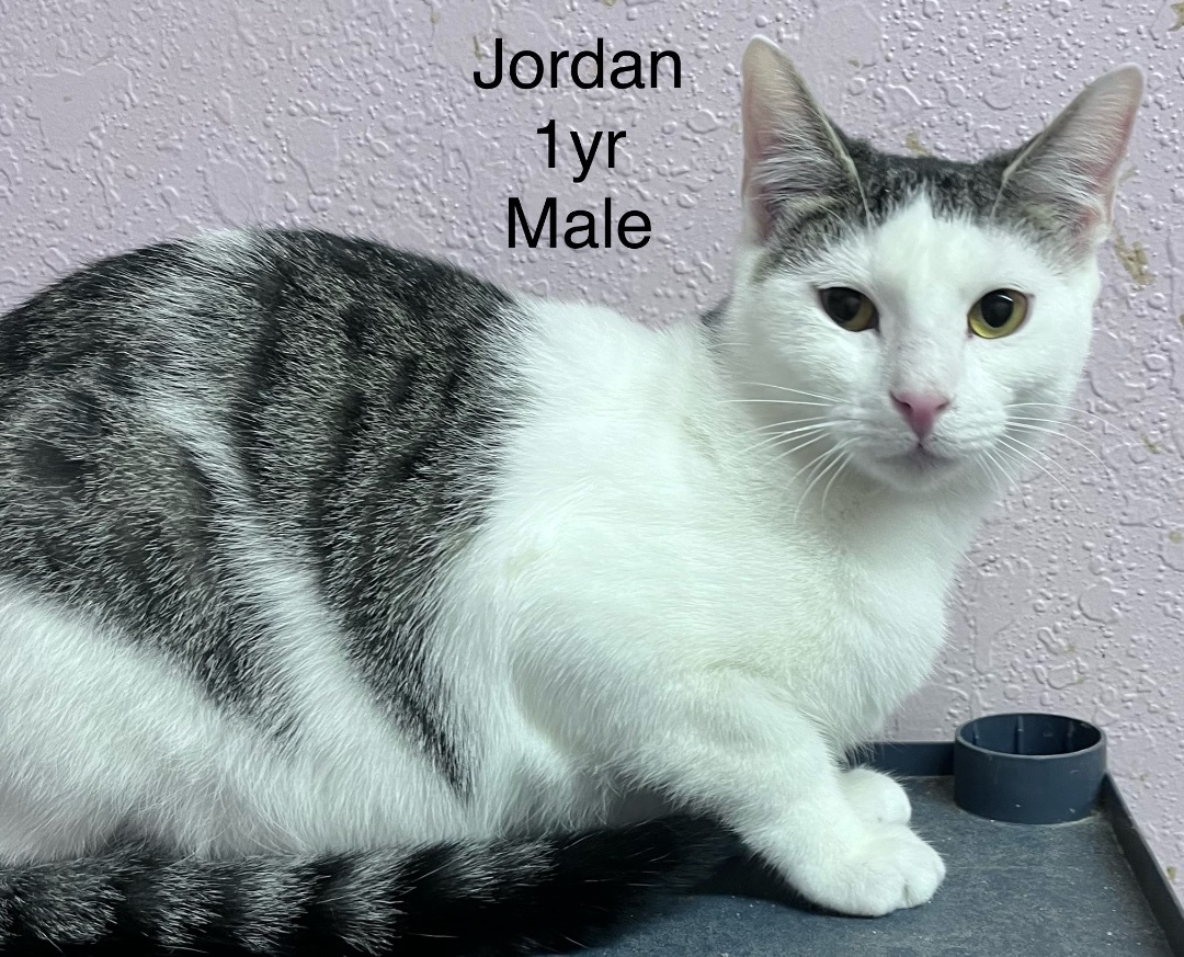 Jordan, an adopted Domestic Short Hair in Log Lane Village, CO_image-1