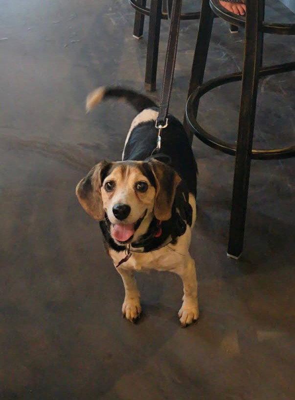 Aunt Polly, Adoptable, Senior Female Beagle.