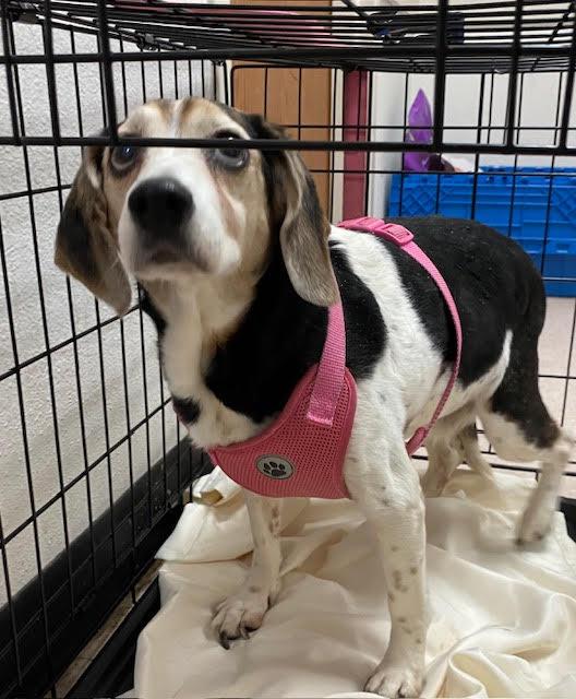 Aunt Polly, a Adoptable Beagle in Tampa, FL image 2/3