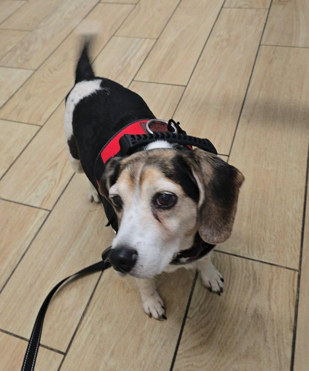 Aunt Polly, a Adoptable Beagle in Tampa, FL image 3/3