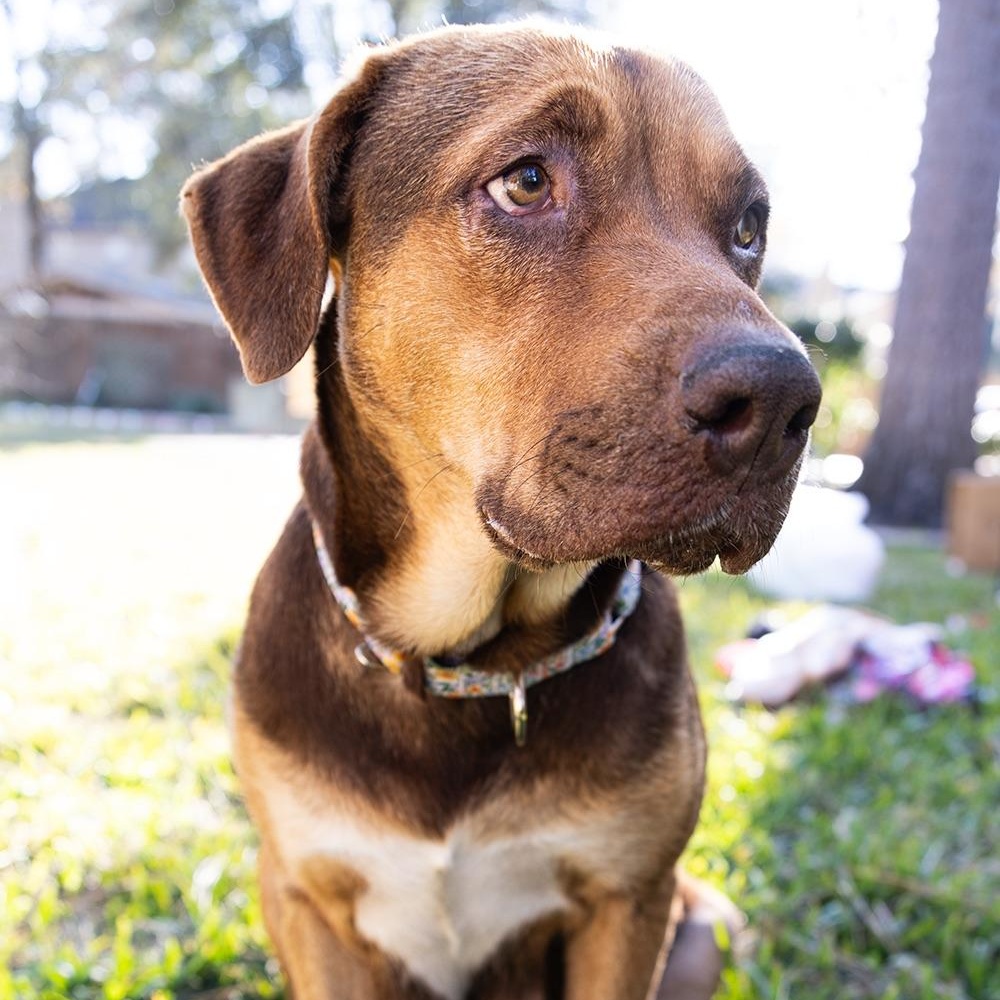 Hank — thumbnail 5