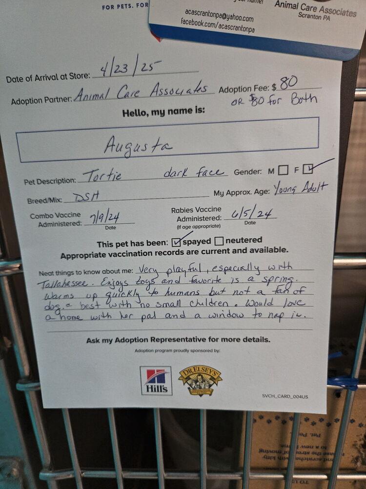 Augusta, Adoptable, Young Female Domestic Short Hair.