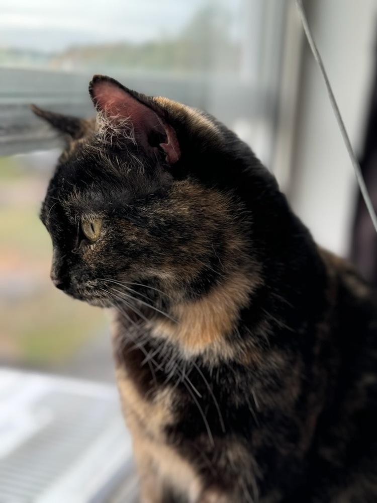 Enlarge Augusta, a Adoptable mixed breed in Olyphant, PA image 2/6