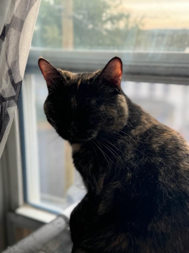 Enlarge Augusta, a Adoptable mixed breed in Olyphant, PA image 4/6