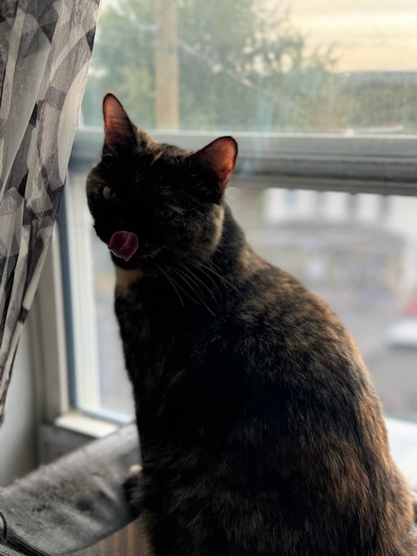 Enlarge Augusta, a Adoptable mixed breed in Olyphant, PA image 6/6