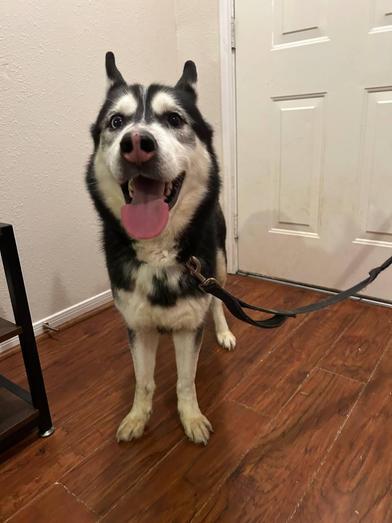Enlarge Rocky, a Adoptable Siberian Husky in Liverpool, TX image 4/6