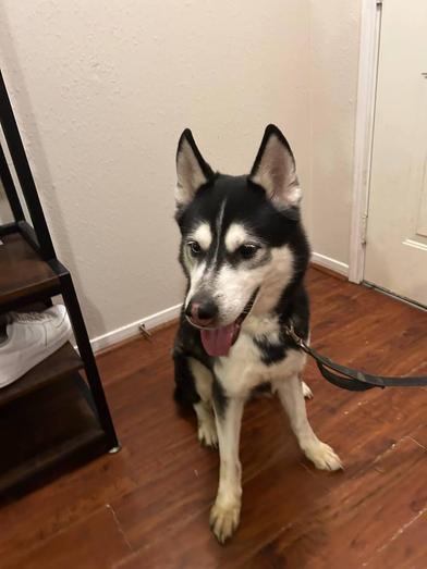 Enlarge Rocky, a Adoptable Siberian Husky in Liverpool, TX image 6/6