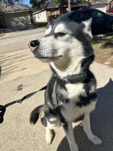 Enlarge Rocky, a Adoptable Siberian Husky in Liverpool, TX image 2/6