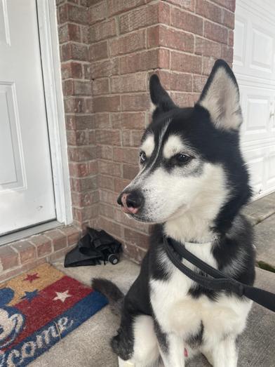 Enlarge Rocky, a Adoptable Siberian Husky in Liverpool, TX image 1/6