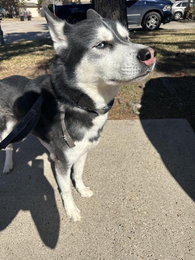 Enlarge Rocky, a Adoptable Siberian Husky in Liverpool, TX image 3/6