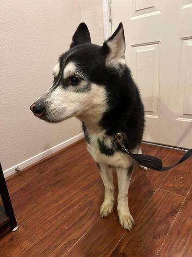 Enlarge Rocky, a Adoptable Siberian Husky in Liverpool, TX image 5/6