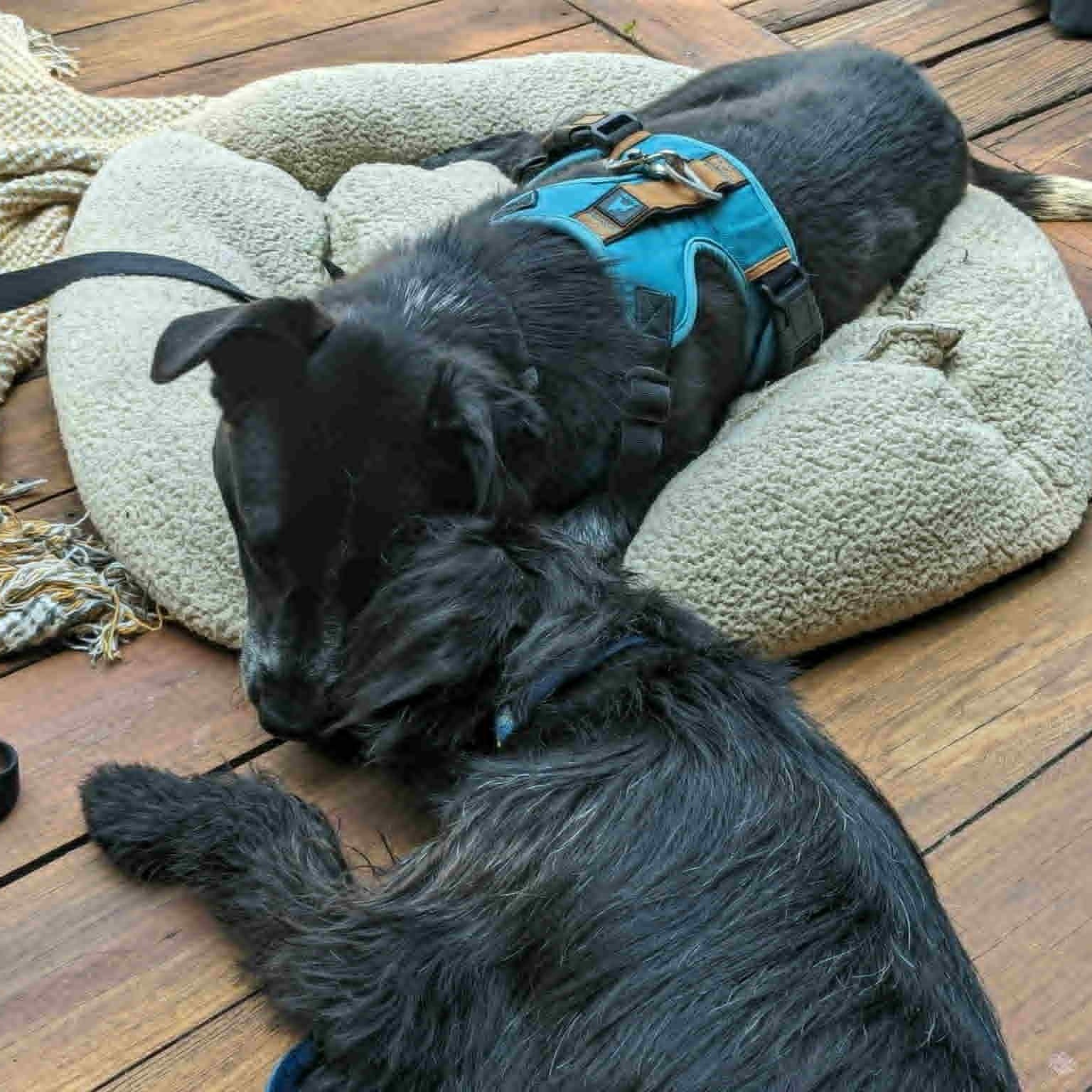 Dog of the Month! 3