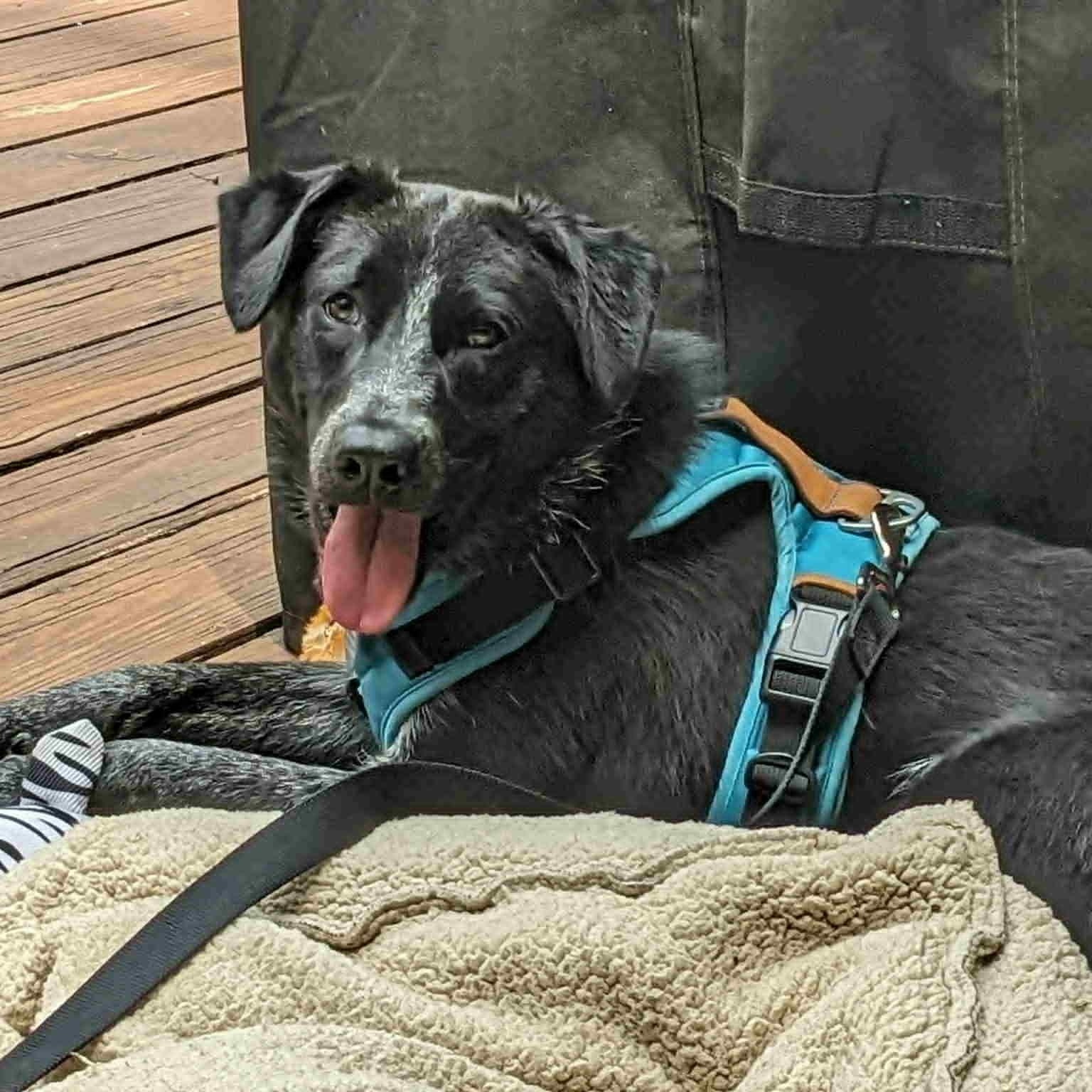 Photo of Dog of the Month!