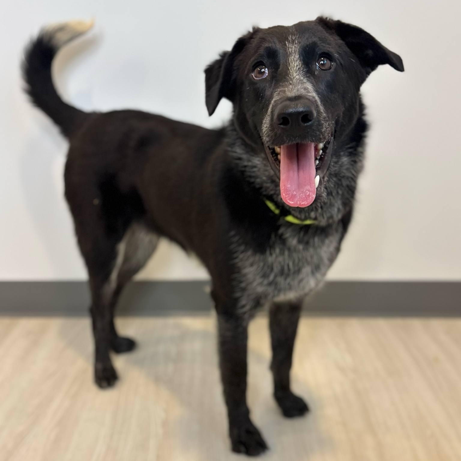 Dog of the Month! 6