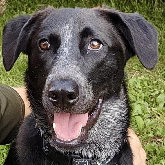 Photo of Dog of the Month!