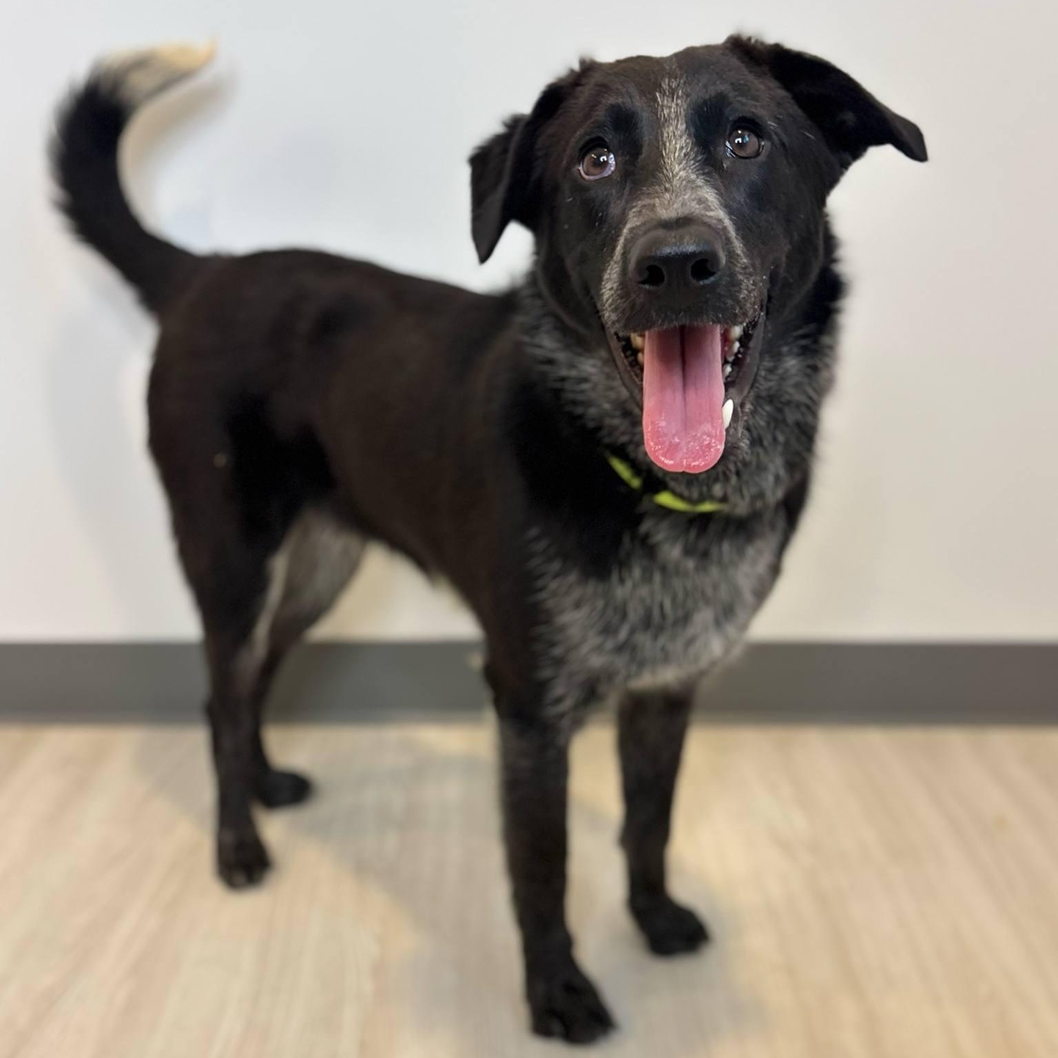 Photo of Dog of the Month!