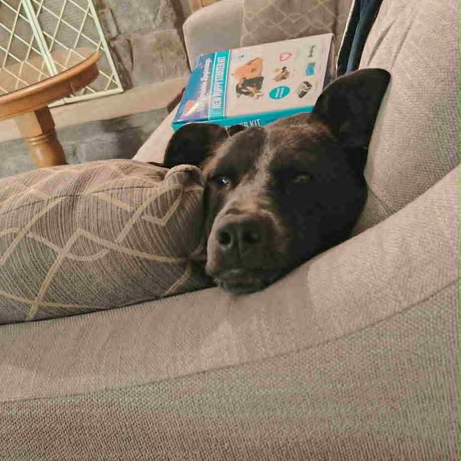 Photo of Dog of the Month!